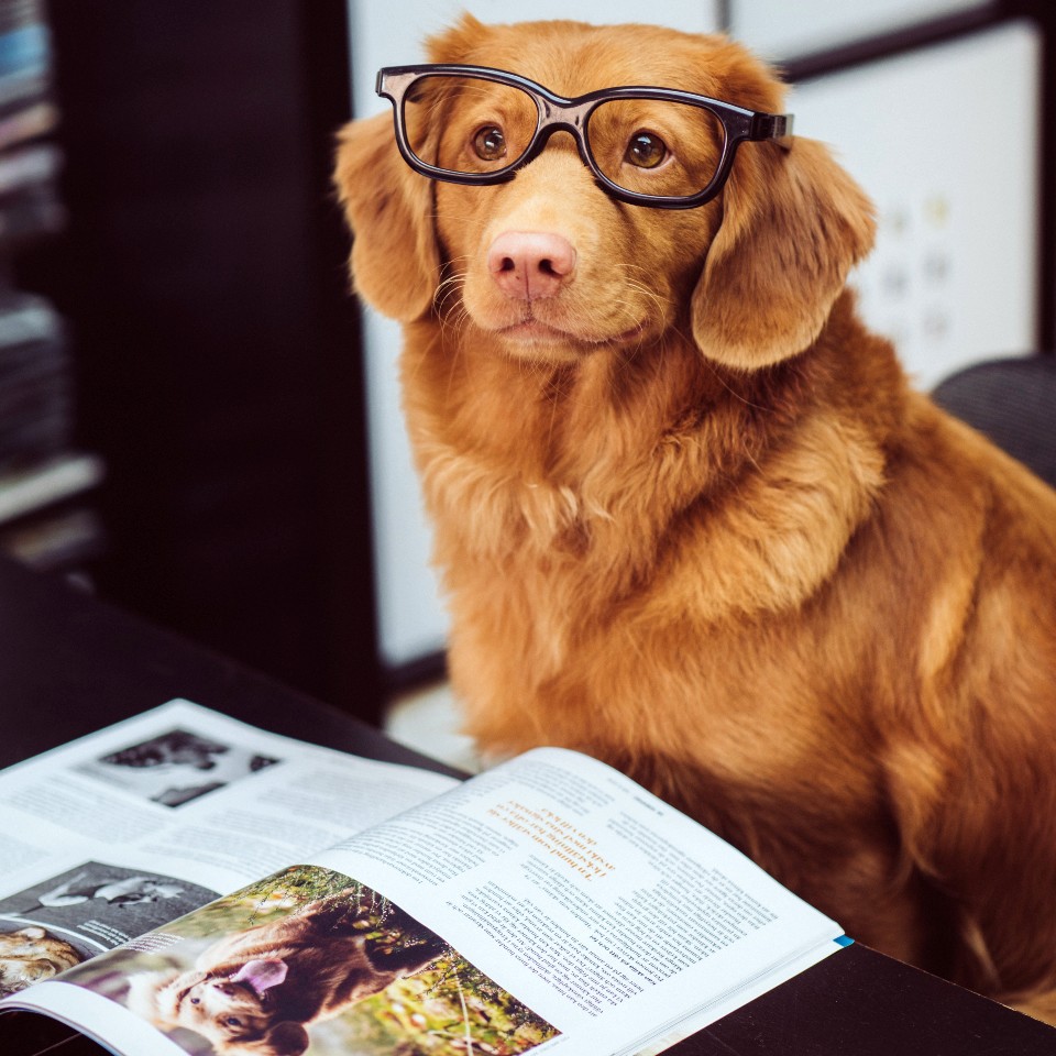 Dog with glasses