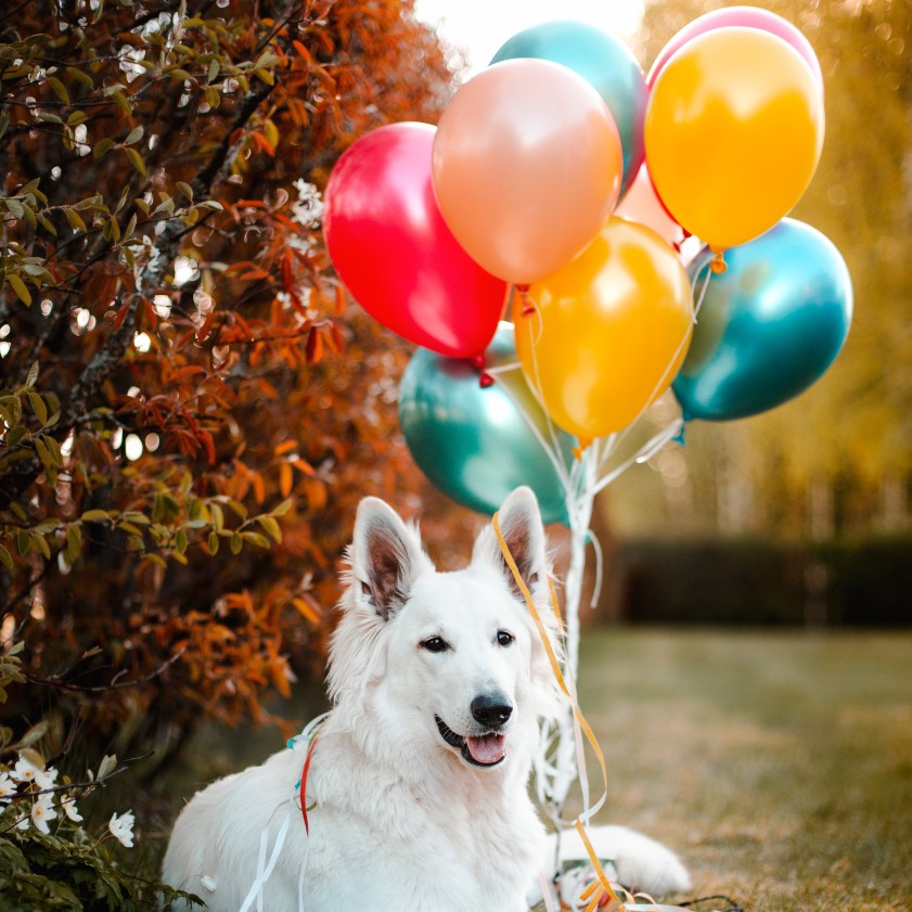 Dog with balloons